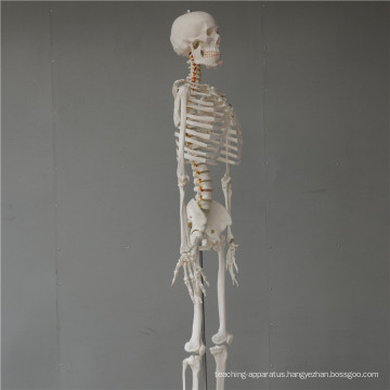 China cheap China ISO Life-Size Hand Skeleton model